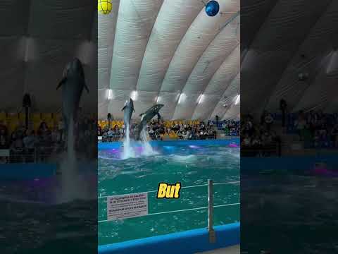 This dolphin trainer did something crazy!🤯😲 #crazy #animals #cute #wow