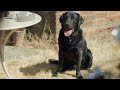 Grantchester Season 8 Dickens