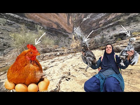 Searching for mountain fruits and encountering a mountain chicken by Esmat 🌾🐦