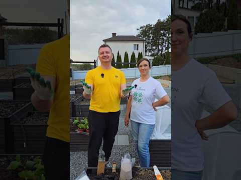 Агрореалити Битва за урожай! Как мы баклажаны на грядки высаживали
