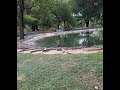 Gogo Maweni Showcases Crocodile Head