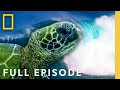 Islands Of Fire Full Episode Wild Hawaii National Geographic