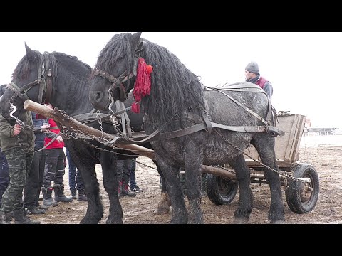 Caii lui Chiro Levente de la Ciumani - Harghita