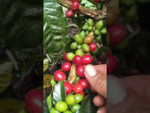 Así Produce la Finca San Felipe: Productividad y Genética desde Vergara, Cundinamarca ☕🌱
