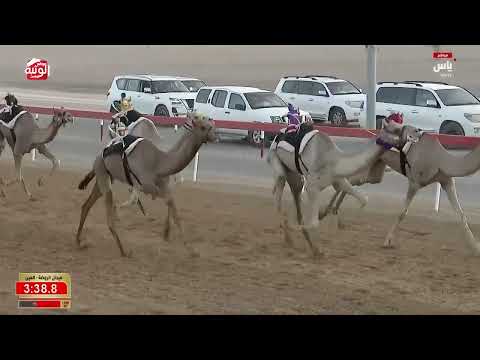 ش 4 (مياس) لـ محمد سهيل سالم بن نهيه العامري 6:11:46 ، مهرجان العين 2026/09/14 لقايا الروضة