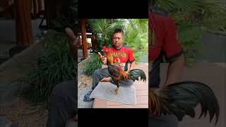 Download lagu PEJANTAN UTAMA PAMA MESWAN. LINE DAENGLOR 🔥 mp3