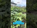 Видео превью