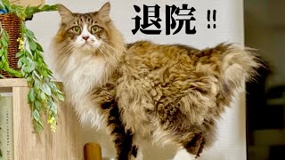ぽこまる退院！アレレ…ふたりの態度が…