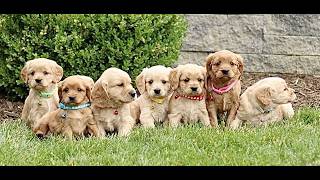 Video preview image #1 Golden Retriever Puppy For Sale in STRASBURG, PA, USA