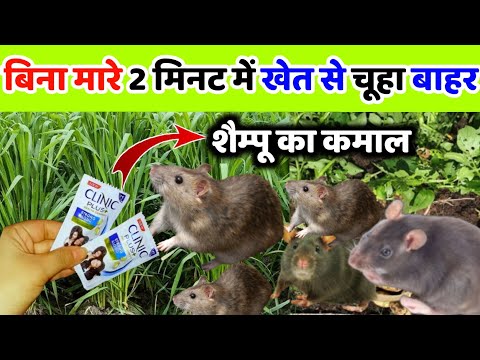 Homemade way to get rid of rats without medicine using shampoo | rid of mouse| chuhe bhagane ka t...