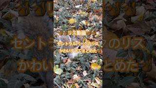 【リス動画】ただただ公園にいたリスを愛でる動画