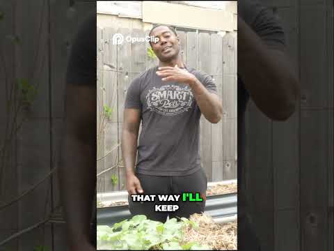 Grow Endless Salad  Zone 9 Planting Secrets for Non Stop Greens!