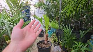 Growing Washintonia Palms In Pots Zone 6