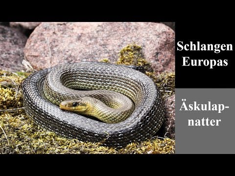 Äskulapnatter - Schlangen Europas