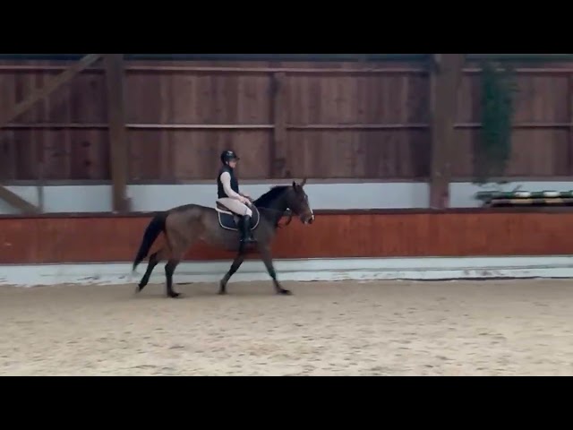 Cavalla BWP Cavallo da Sangue Belgio In vendita 2013 Baio ,  Galisco van paemel 