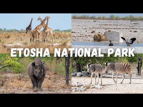 Self Drive Safari in Etosha National Park Namibia 🇳🇦