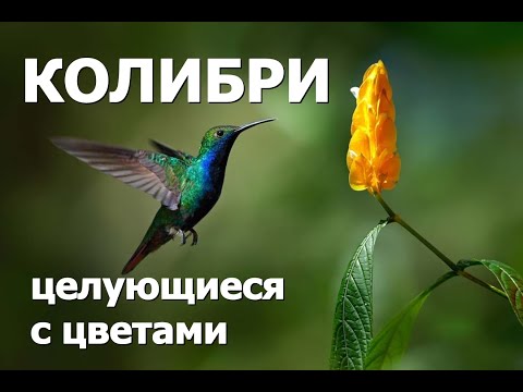 КОЛИБРИ - ПТИЦЫ, ЦЕЛУЮЩИЕСЯ С ЦВЕТАМИ