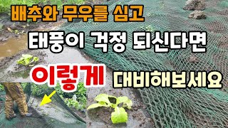 김장배추와무우를 심고 태풍비바람이 걱정되신다면 이렇게 망을 씌워 대비해보세요 비닐은 안되요 텃밭작물 태풍대비…