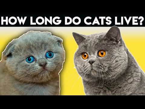How Long Do Cats Live? You can make a difference!
