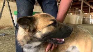 Rescue shelter helps give roundup dogs second chance at good life