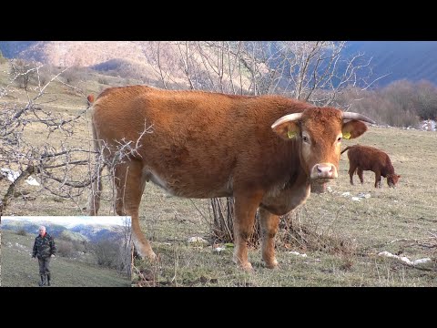 -Iliji Piljiću medvjed silazio na farmu krava limuzin u Čukliću nadomak Šipova-