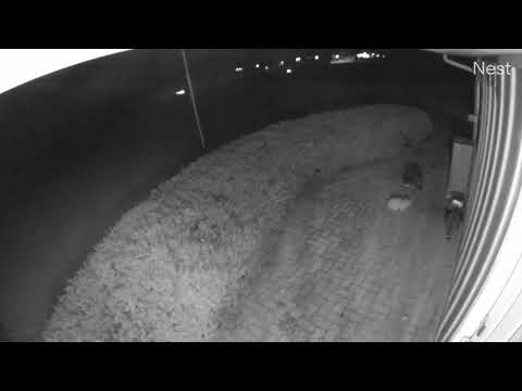 cat takes on 2 raccoons for feeder