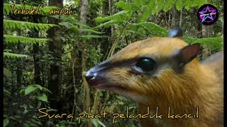 Download lagu Suara pikat pelanduk kancil || Terbukti ampuh || Bintang pikat. mp3