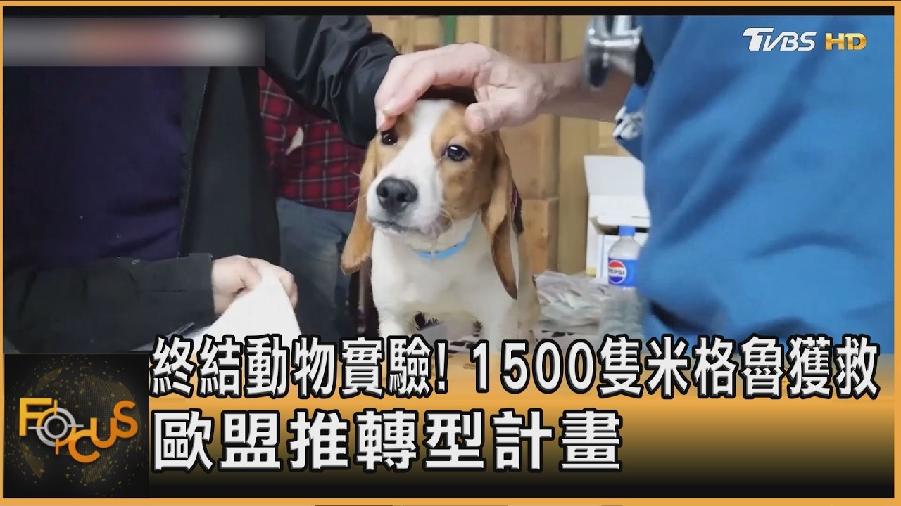 終結動物實驗!1500隻米格魯獲救 歐盟推轉型計畫