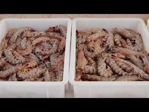 HARBOR DELLA ROVERE-Municipality of Senigallia-The Fish Market ENG