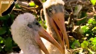 BBC - Walk on the Wild Side - Laughing Birds