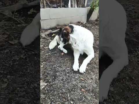 Esas Moscas #casagrande #cordoba #puppy #funny