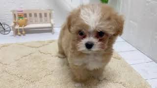 ハーフ犬の動画01
