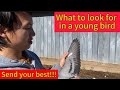The Ideal Young Bird Racing Pigeon (Part 2) - My opinion and advice on selecting a Young bird