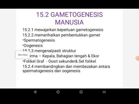 BIOLOGI TINGKATAN 4 : 15.2 PART 1 SPERMATOGENESIS