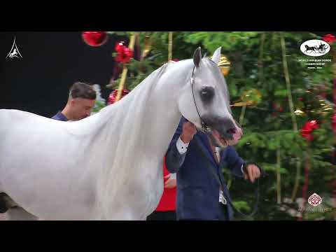 N 118 E S  HARIR   World Arabian Horse Championship 2021   PARIS   Senior Stallions Class 6B