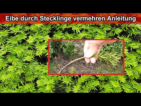 Eibe durch Steckline stecken vermehren  – Eiben durch Ableger vermehren & selber ziehen Anleitung