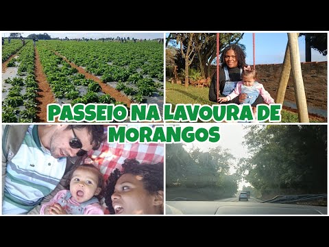 Vlog: Dia de passeio, visitando a lavoura de morangos em São Gotardo MG.