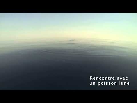 World Oceans Day - Tara Méditerranée 2014