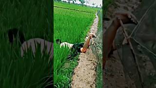 Download lagu Ketika orang kota main ke sawah #lucu #ngakak #hiburan #sawah #shorts mp3 Download lagu Ketika orang kota main ke sawah #lucu #ngakak #hiburan #sawah #shorts mp3