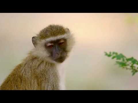 𝑪𝑹𝑾 𝑷𝒓𝒆𝒔. 𝑽𝒆𝒓𝒐𝒏𝒊𝒌𝒂 - 𝑨𝒇𝒕𝒆𝒓 𝑻𝒉𝒆 𝑹𝒂𝒊𝒏