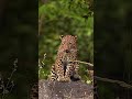 Beautiful Leopard |❤️ #animalslover #leopard #youtubeshorts #shorts