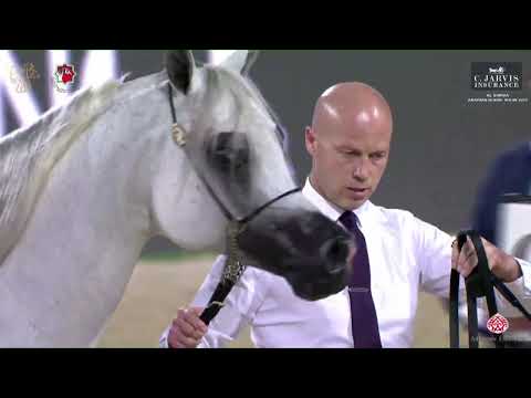 N 264 MOGEB ATHBAH   Al Shiraa International Arabian Horse Show 2023   Stallions 4+ Years Old Class