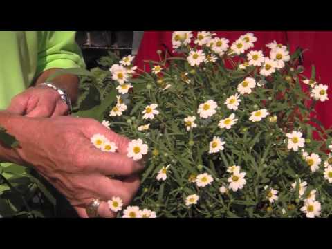download lagu mp3 mp4 Best Flowering Plants For North Texas, download lagu Best Flowering Plants For North Texas gratis, unduh video klip Best Flowering Plants For North Texas