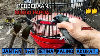 Download lagu CARA MEMBEDAKAN MURAI PAPUA JANTAN DAN BETINA PALING AKURAT..!!🐦🐦🤔🤔2025 mp3 Download lagu CARA MEMBEDAKAN MURAI PAPUA JANTAN DAN BETINA PALING AKURAT..!!🐦🐦🤔🤔2025 mp3