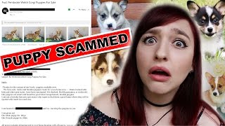Puppy Scammed | 7 Tips On How To Avoid Scammers
