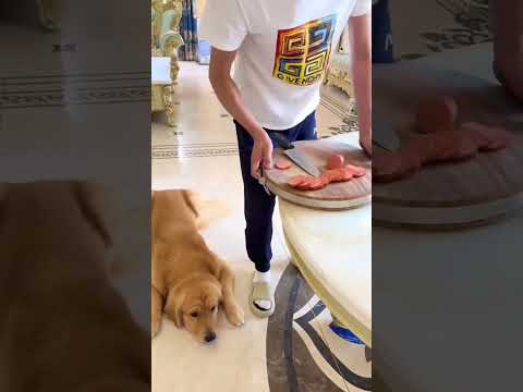 Perro roba embutido con sigilo digno de Misión Imposible