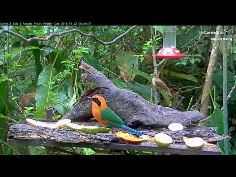 Panama Feeder Empties After Rufous Motmot's Arrival – Nov. 28, 2018