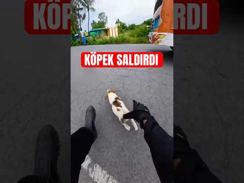YABANCI ÜLKEDE KÖPEK SALDIRDI😂 #shorst #motovlog #motorcu #köpeksevgisi