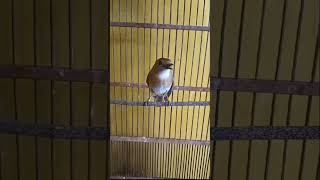 Download lagu Srdc gacor isian kenari cililin murai batu ciblek kapas tembak #birds #srdcbali mp3