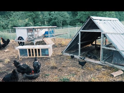 5 Chicken Coops That Work - 5 Brilliant Ways Video